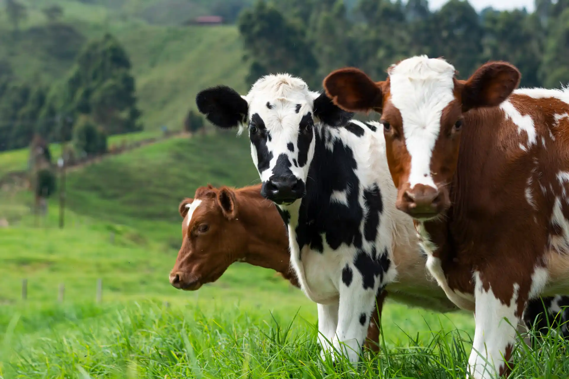 Cows staring at camera